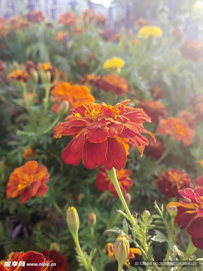 阳光下的绚烂万寿菊