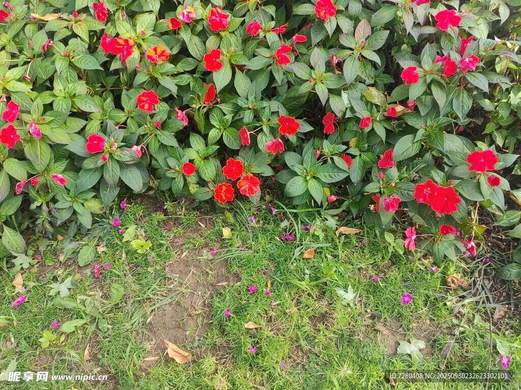 鲜艳红花开满绿植间