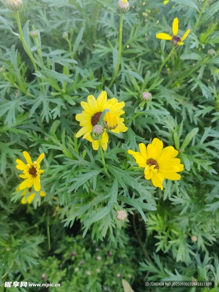 黄色小花绽放于绿叶间