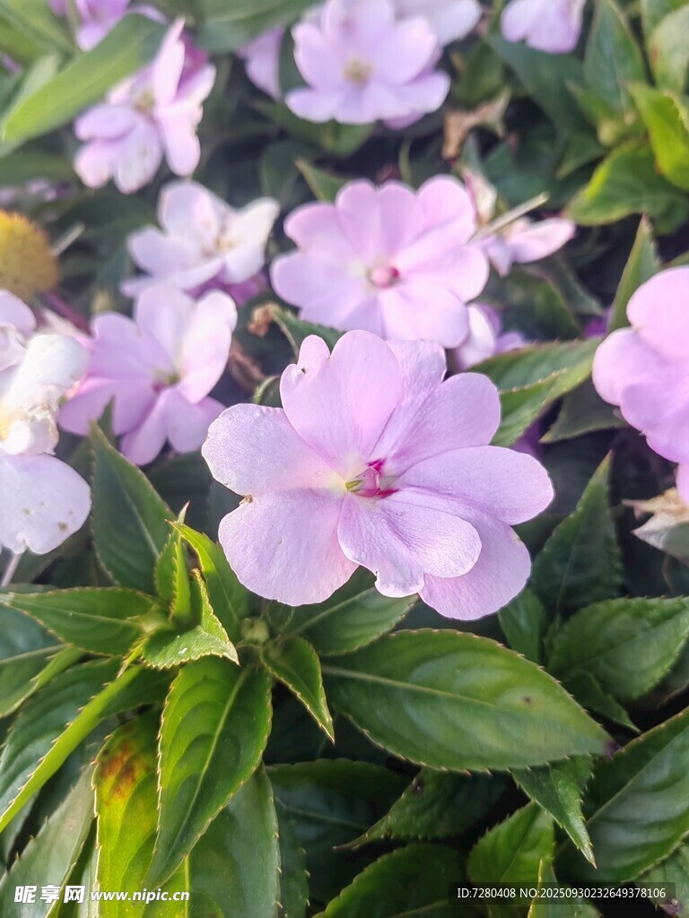 淡紫色三色堇绽放美景