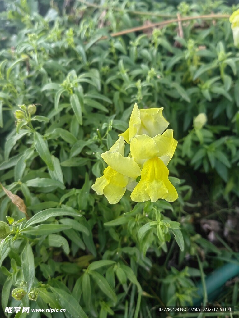 黄色小花绽放绿叶间
