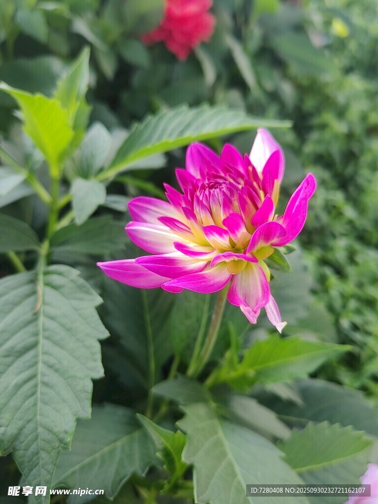 娇艳大丽花绽放绿叶间