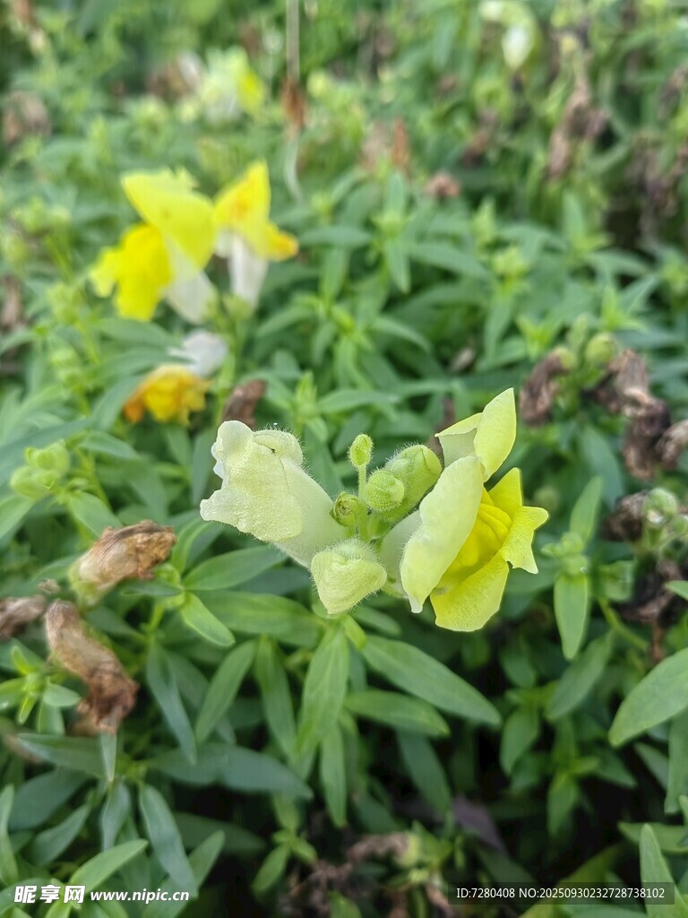 黄色小花绽放于绿叶间