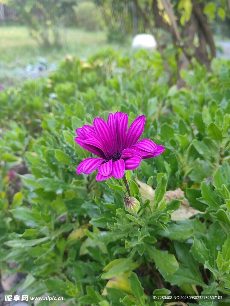 娇艳紫花绽放于绿叶间