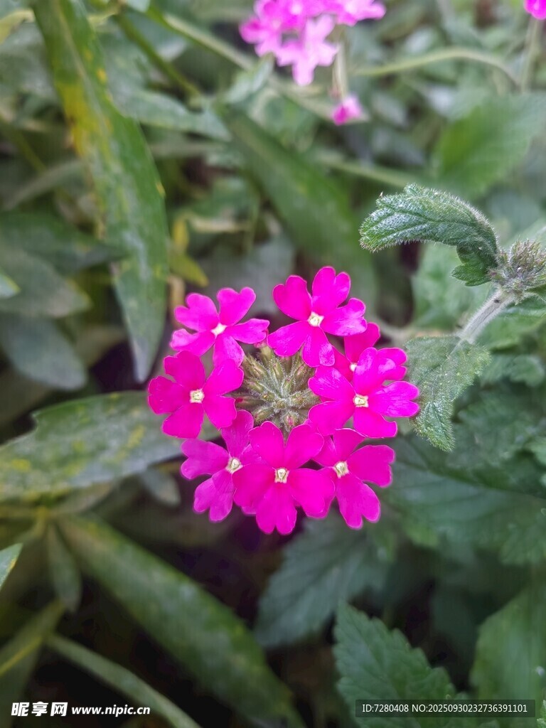 娇艳玫红花朵绽放绿叶间