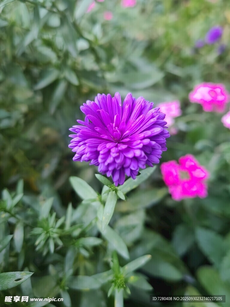 紫色翠菊绽放于绿植间