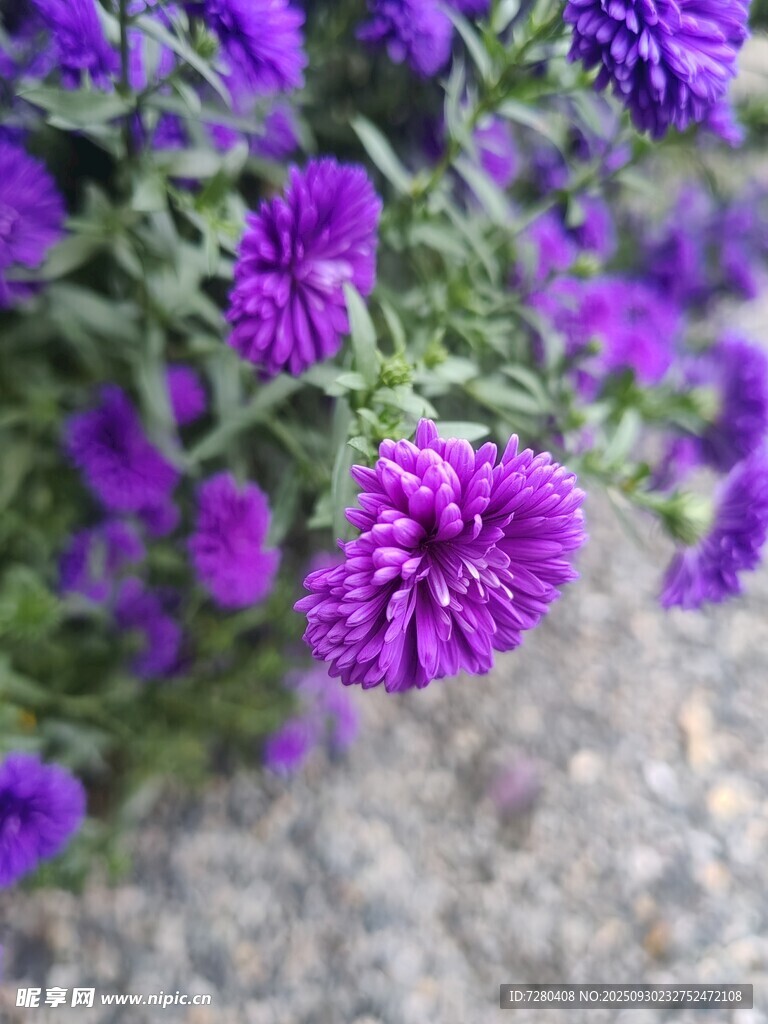 紫色翠菊特写