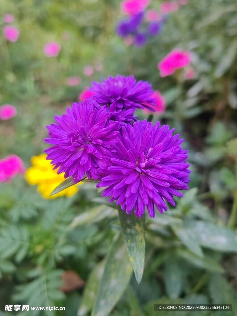 紫色翠菊绽放于花丛