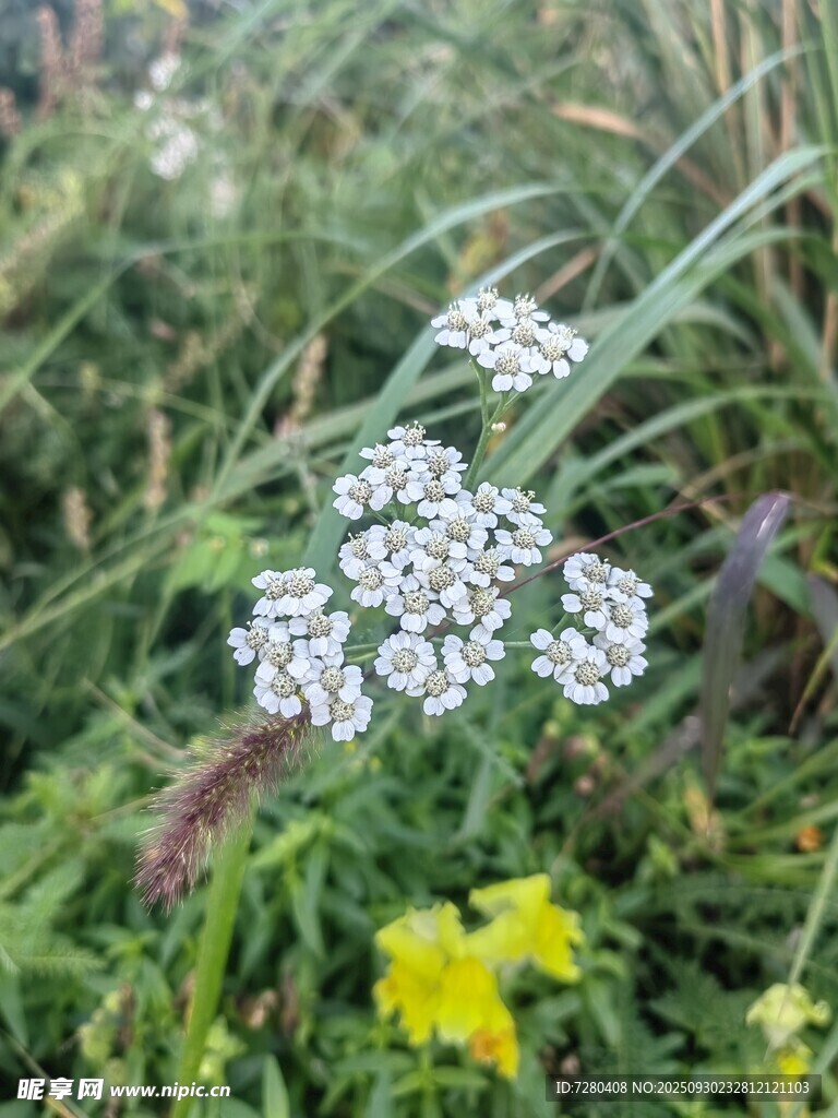 野外绽放的白花与小黄花