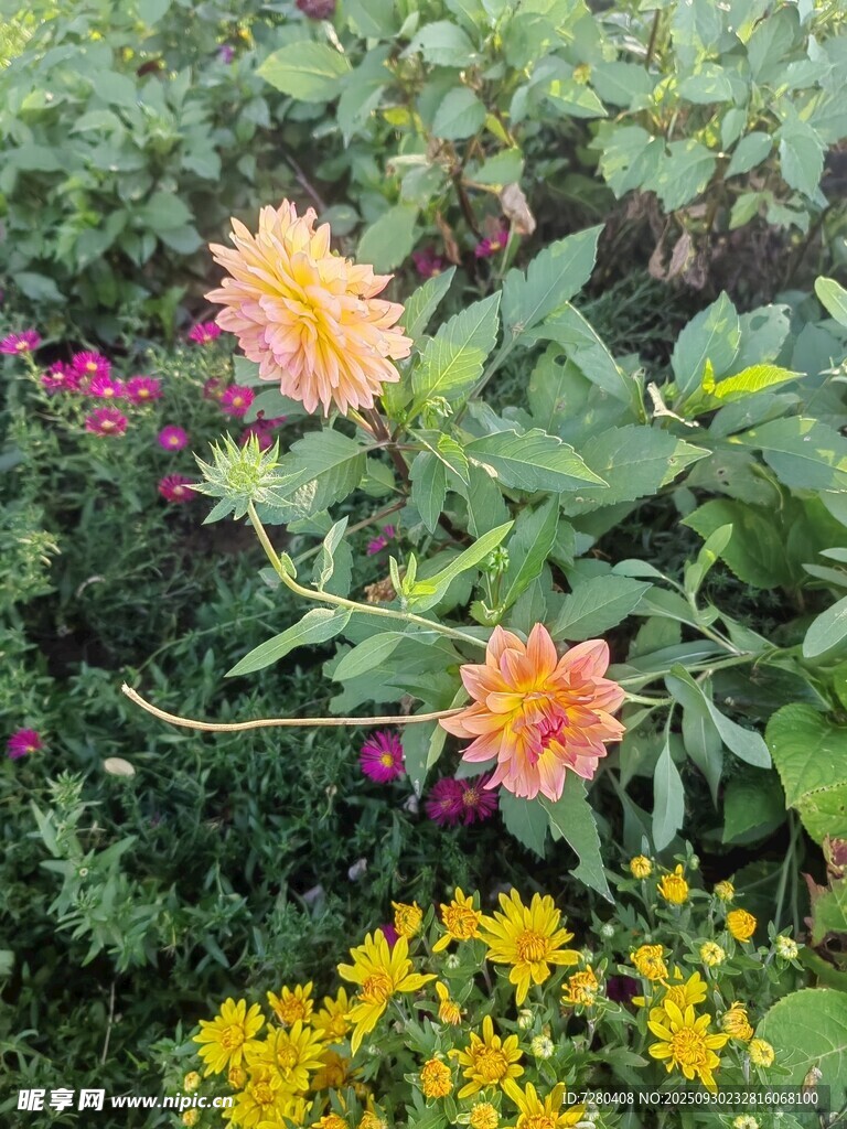 多彩花卉绽放于花园中