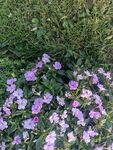 紫色小花绽放于绿植间