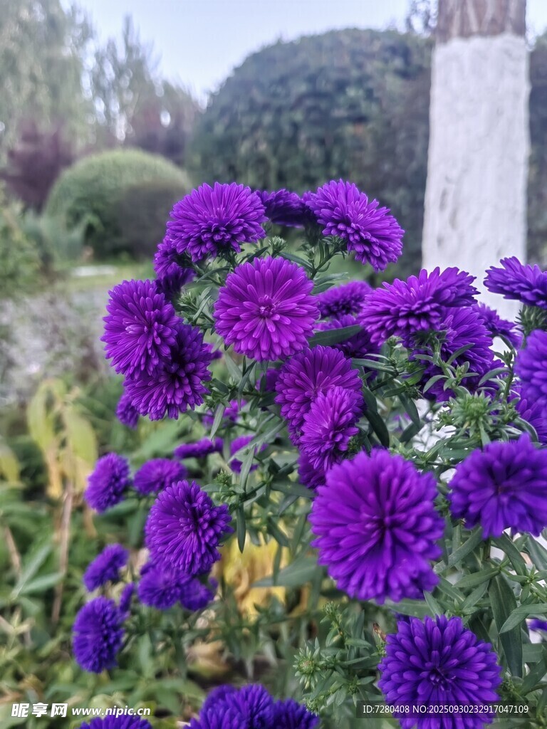 紫色大丽花绽放于花园