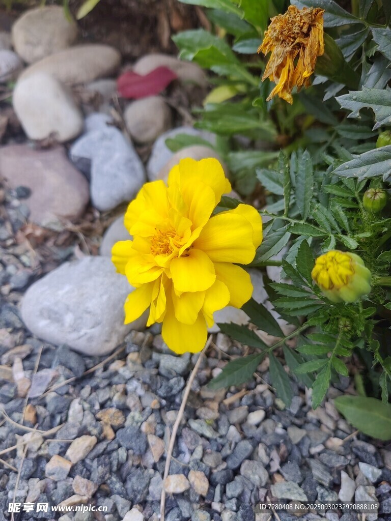 碎石间绽放的黄色小花