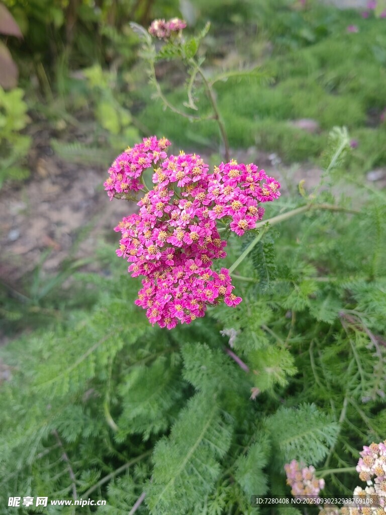 粉色花丛绽放于绿意间
