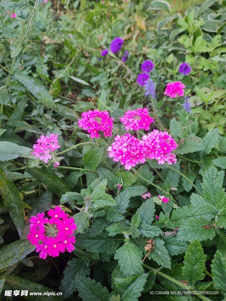 娇艳花丛中的多彩花朵