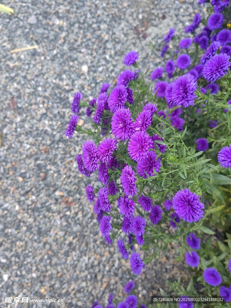 紫色花卉绽放于碎石旁