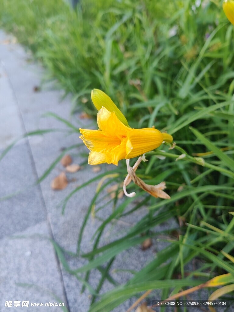 路边绽放的黄色萱草花