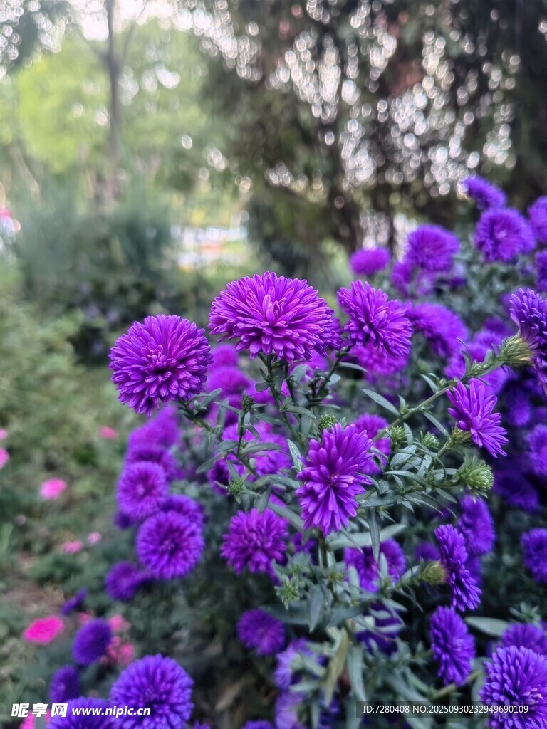 紫色花卉绽放于花园