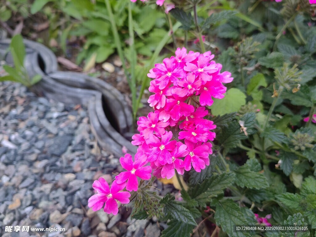 娇艳粉色花朵绽放于石旁