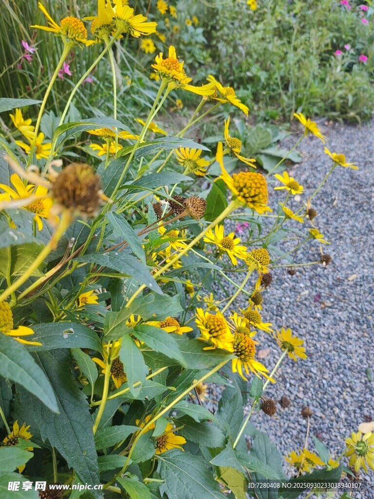 路边绽放的黄色美丽花卉