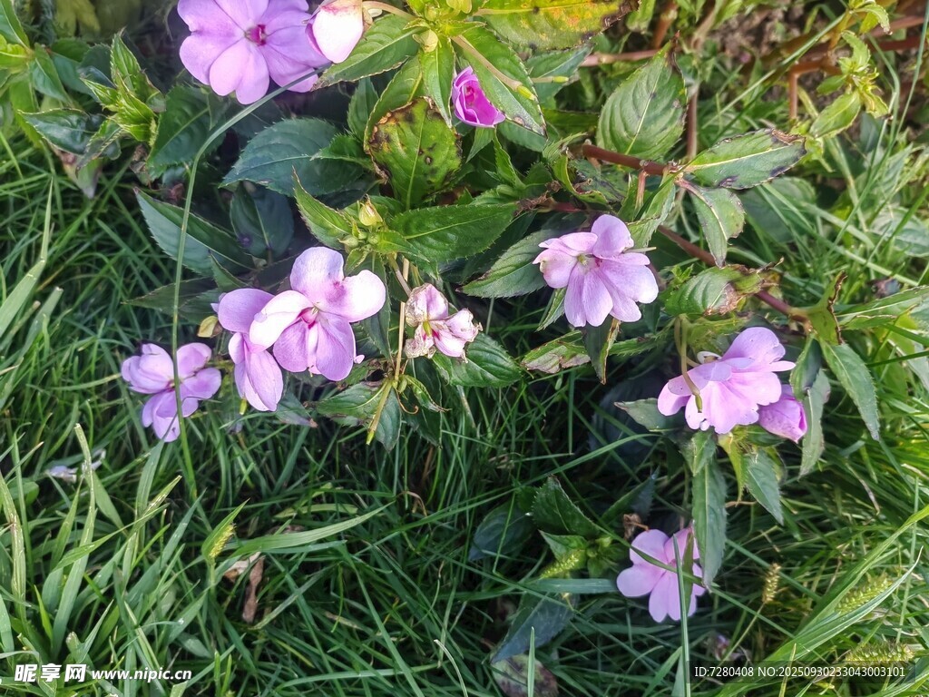 草丛中的淡紫色小花
