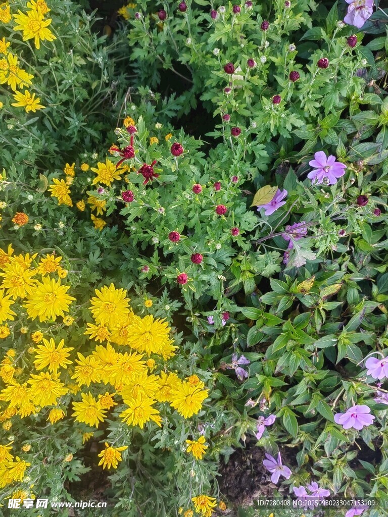 多彩花卉绽放生机