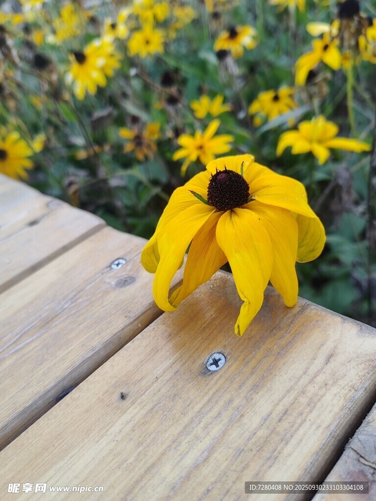 木台上的黄色黑心菊
