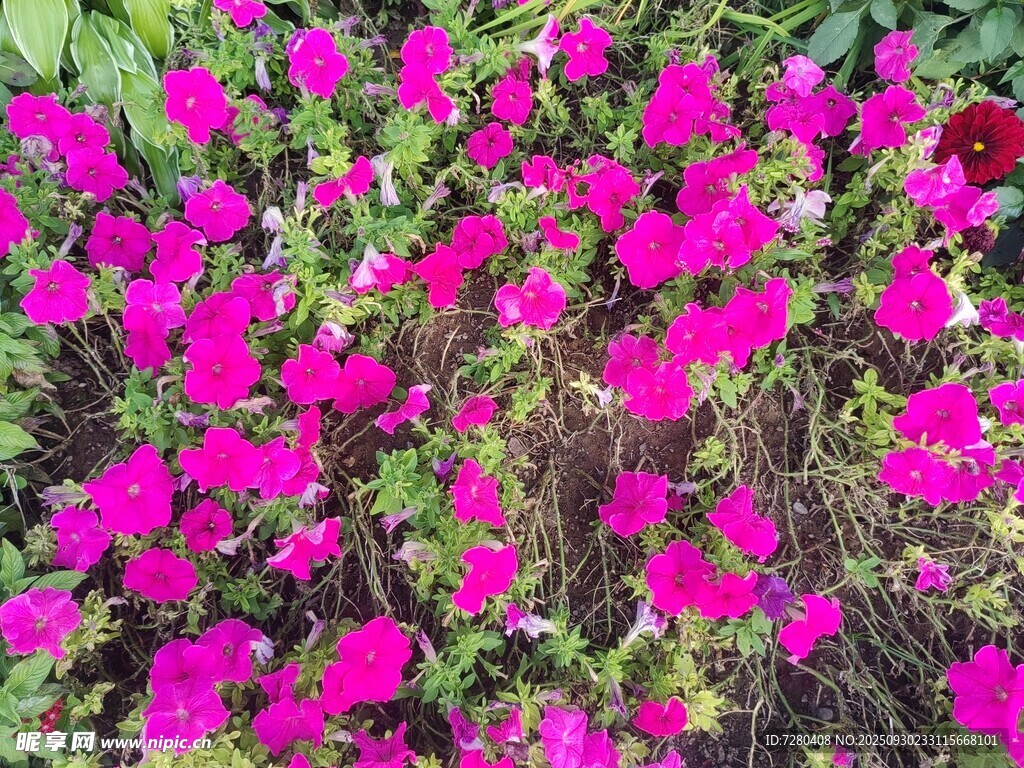 艳丽玫红花朵绽放