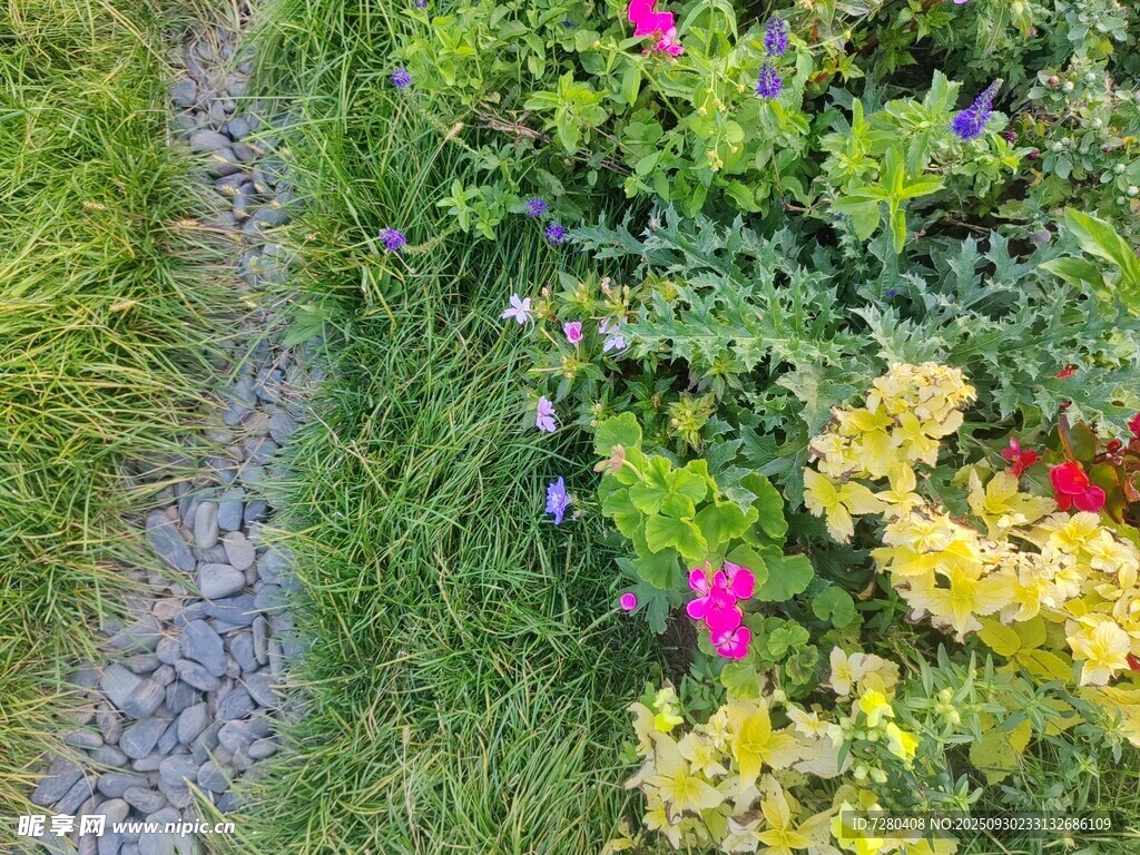 小径旁多彩花卉绽放