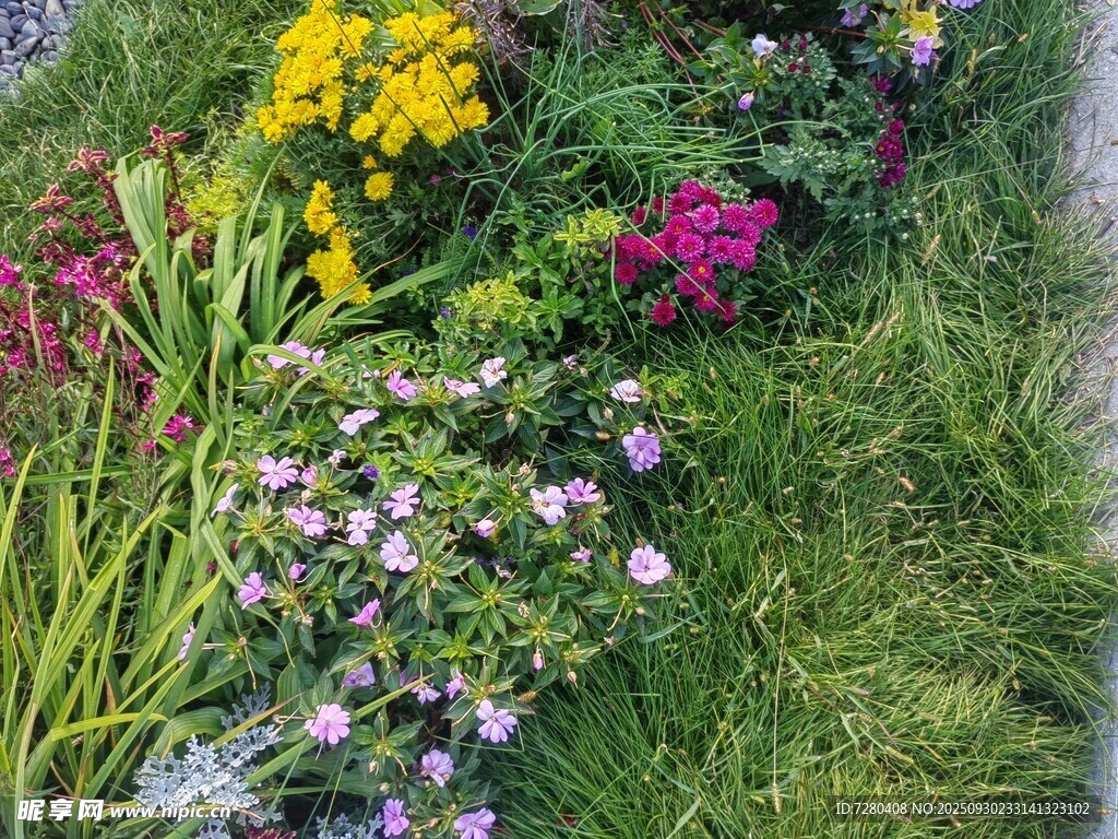 多彩花卉装点绿色草地