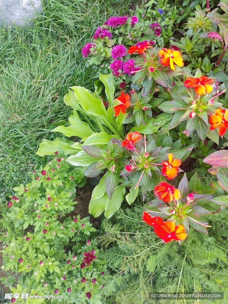 多彩花卉装点绿意角落