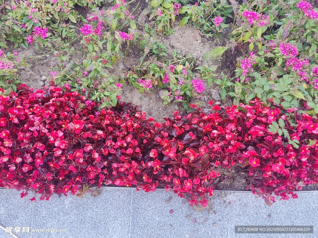 路边绽放的艳丽红色花卉