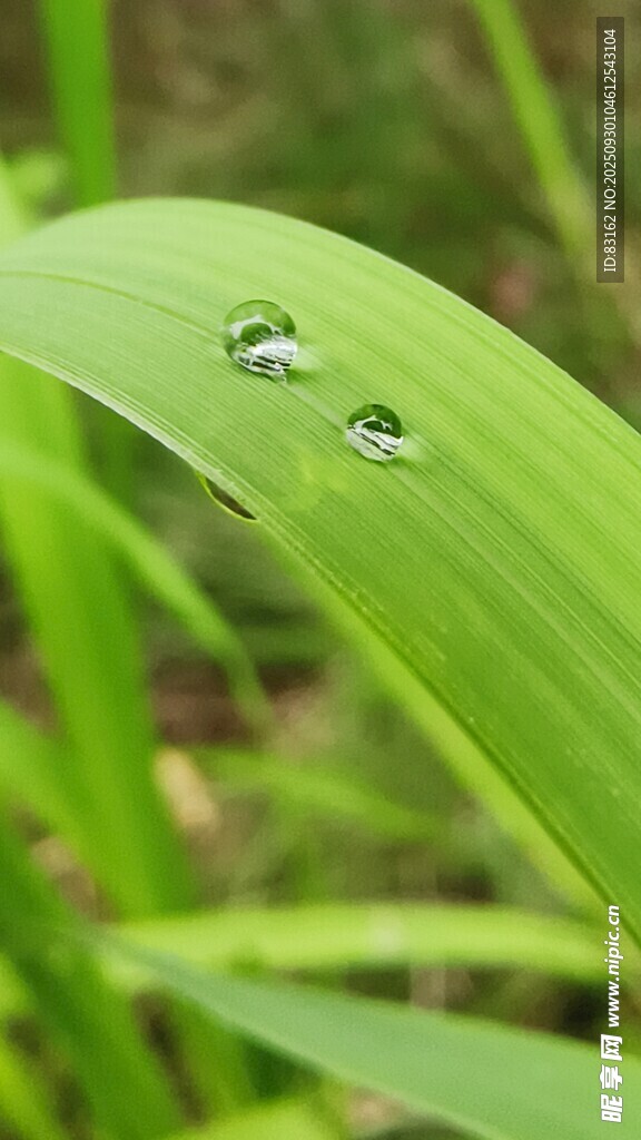 绿叶上的晶莹露珠