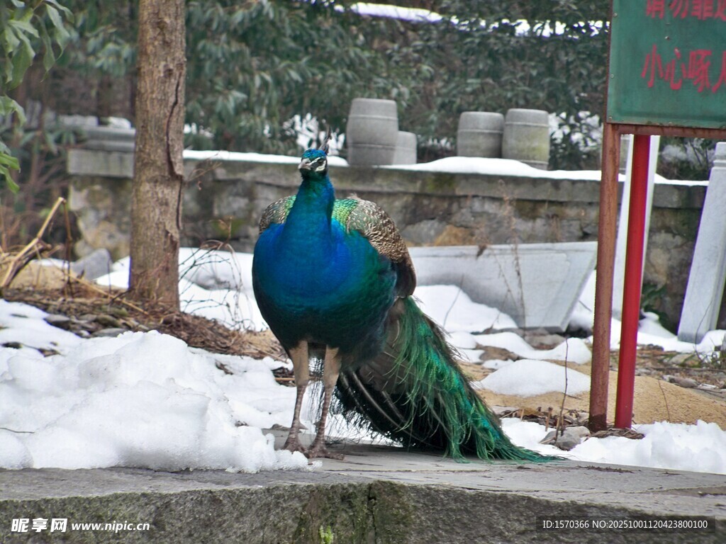 雪地中的美丽孔雀