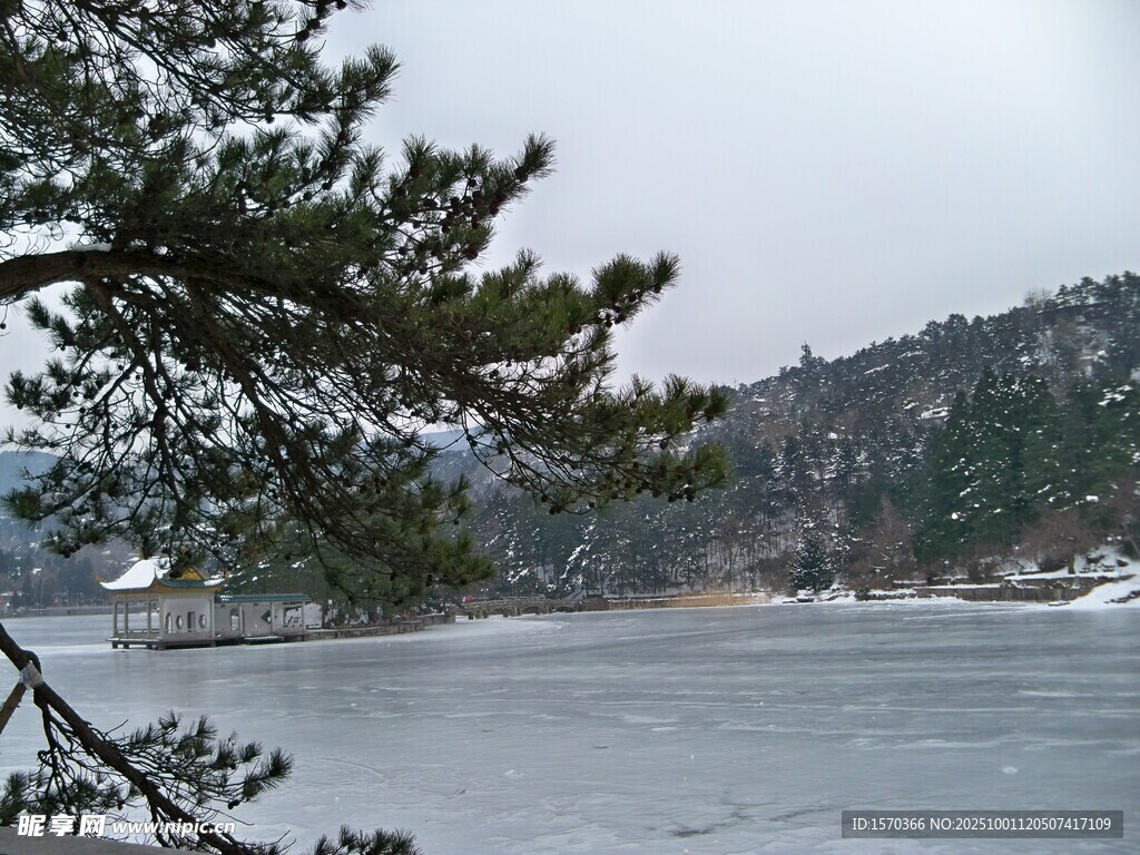 冬日冰封湖畔松枝景致