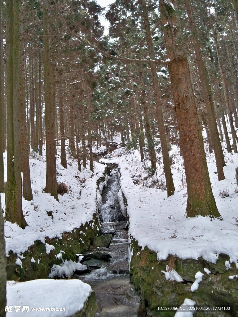 冬日雪覆林间溪流美景