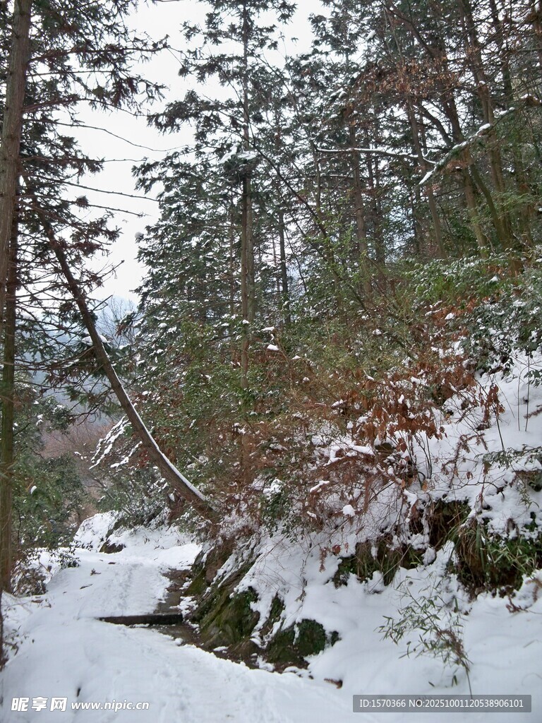 雪覆山林的静谧冬日景象