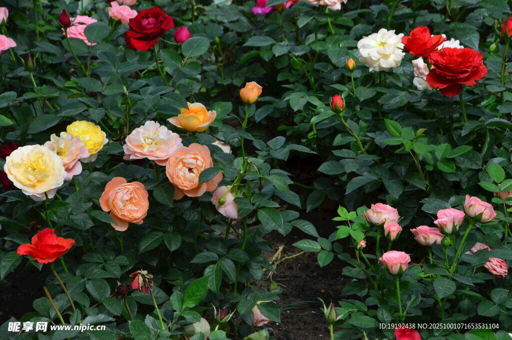 月季花 