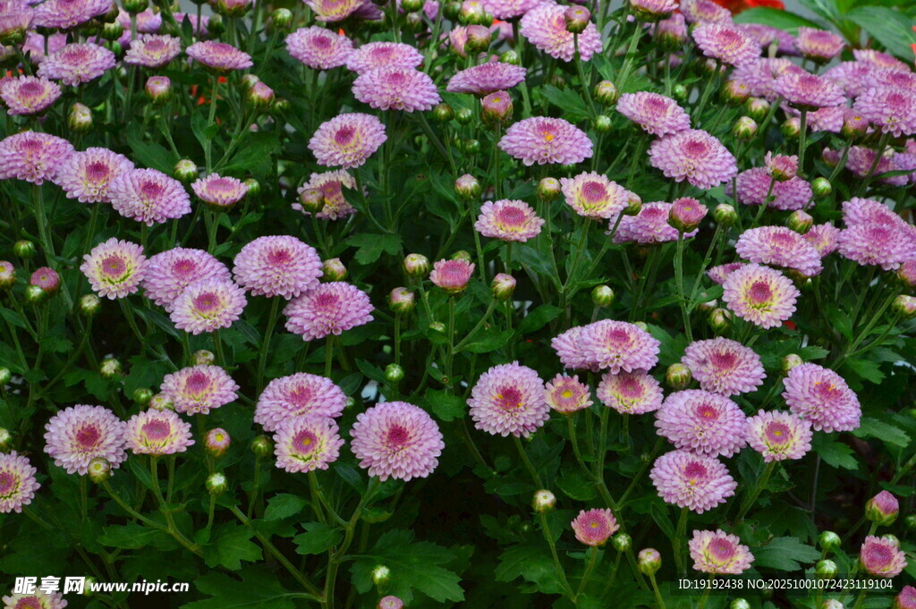 菊花  