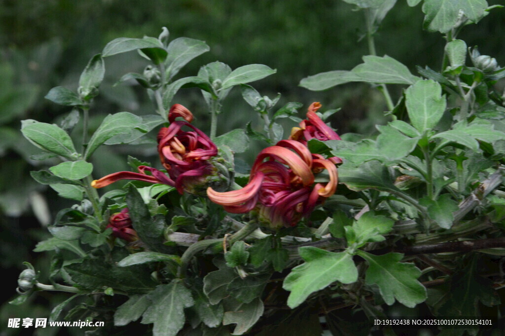 菊花 