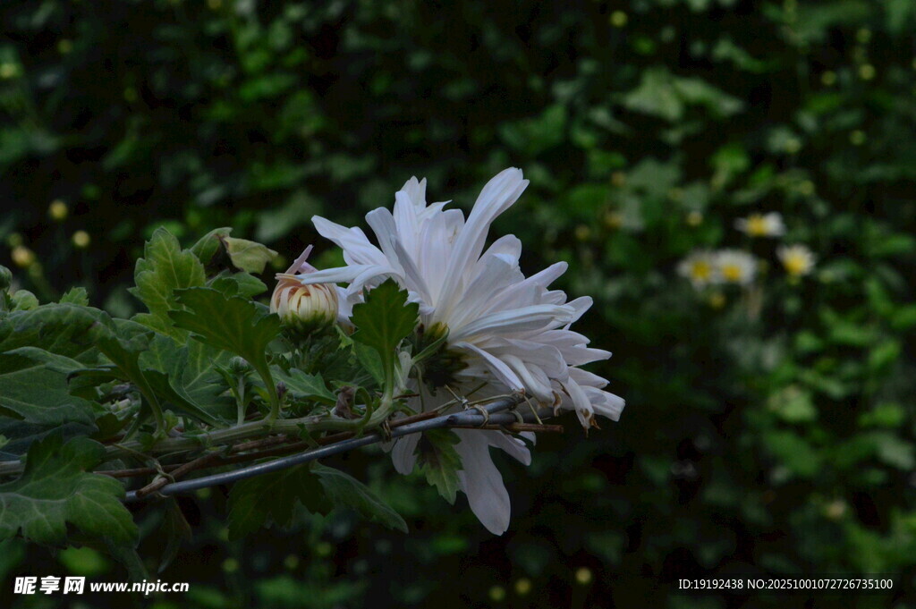 菊花 