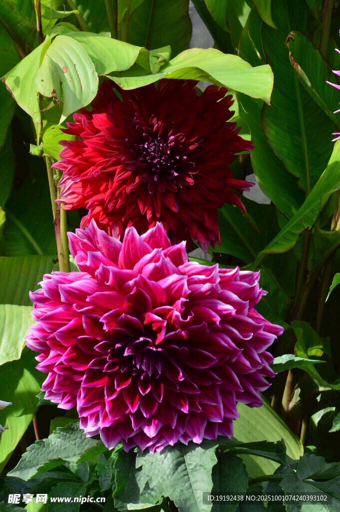 大丽花  