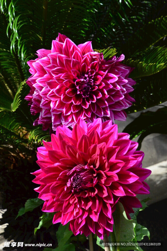 大丽花  