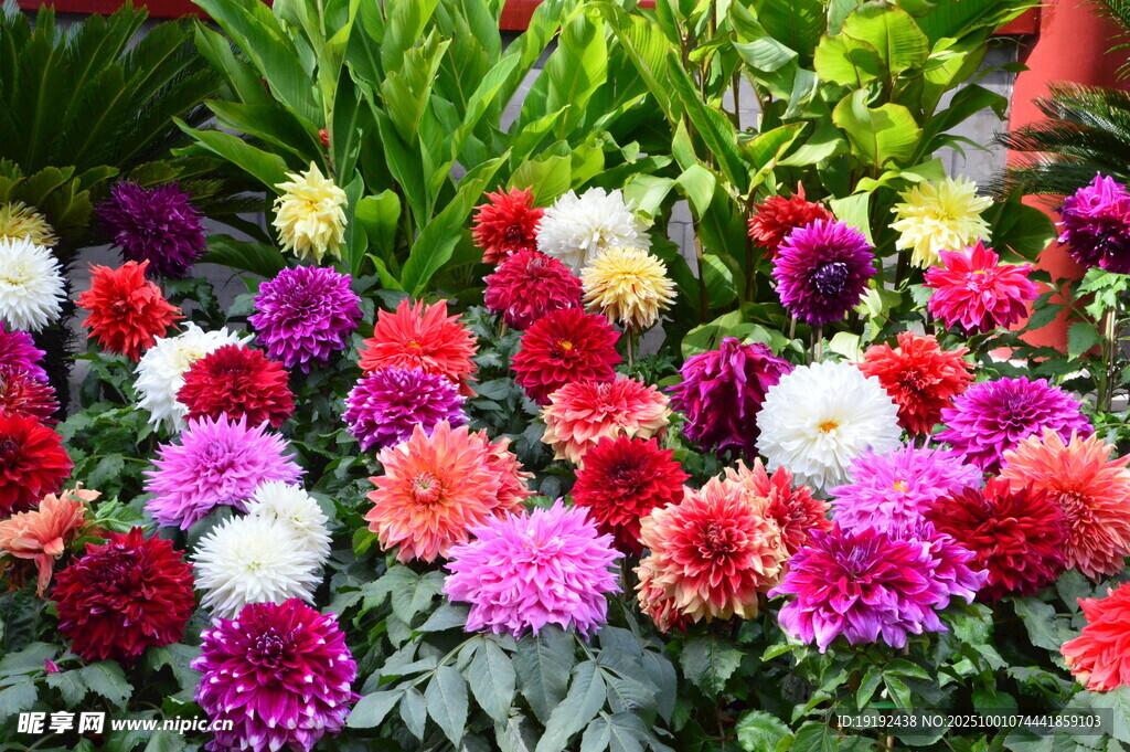 大丽花 