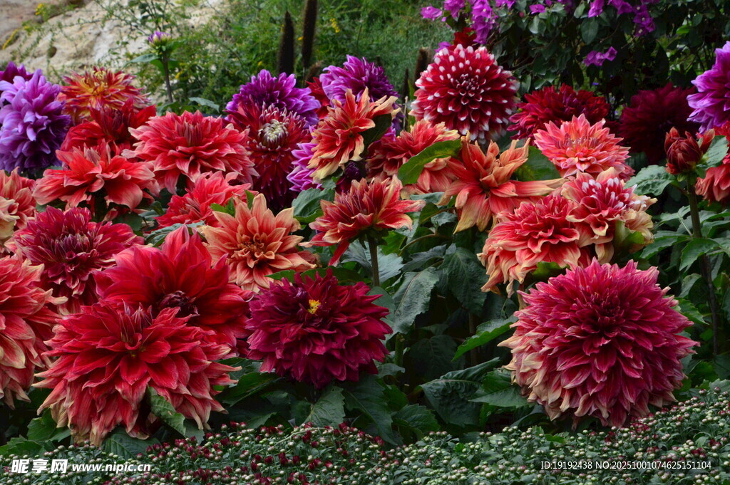 大丽花 