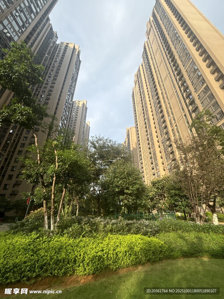 城市中的绿植与高楼景观