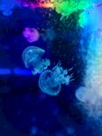 梦幻水母