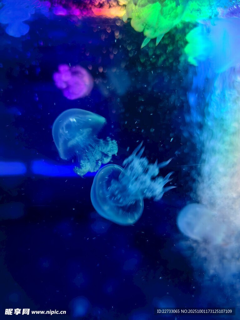 梦幻水母