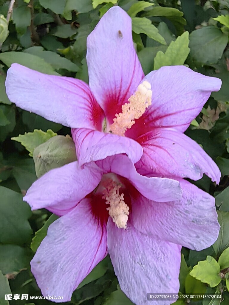 淡紫色木槿花