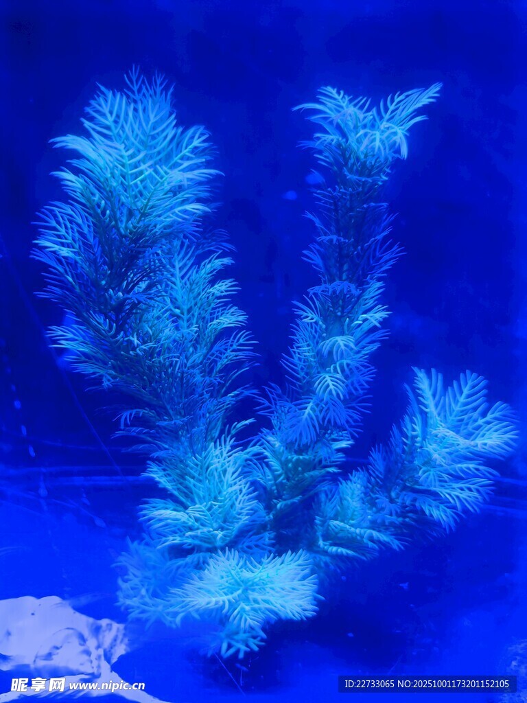 蓝色水草